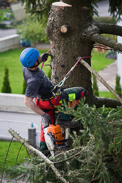 Eagar, AZ  Tree Services Company